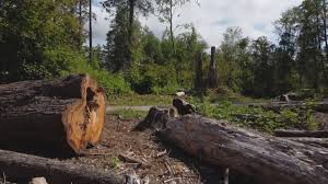 Best Tree Risk Assessment  in Hood River, OR