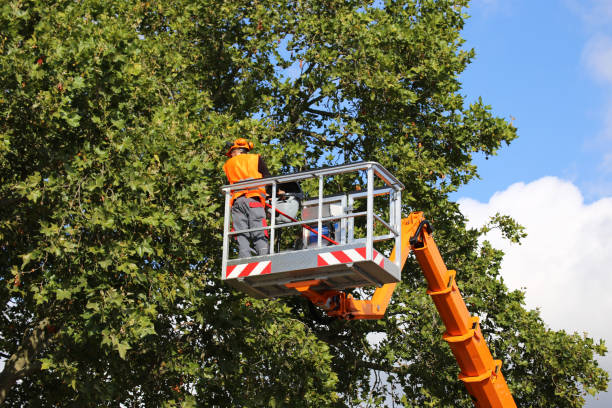 Best Root Management and Removal  in Hood River, OR
